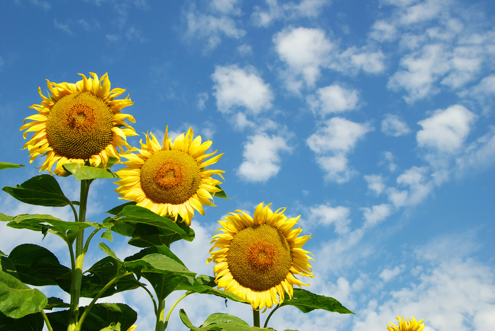 5 sunflowers - FEEL