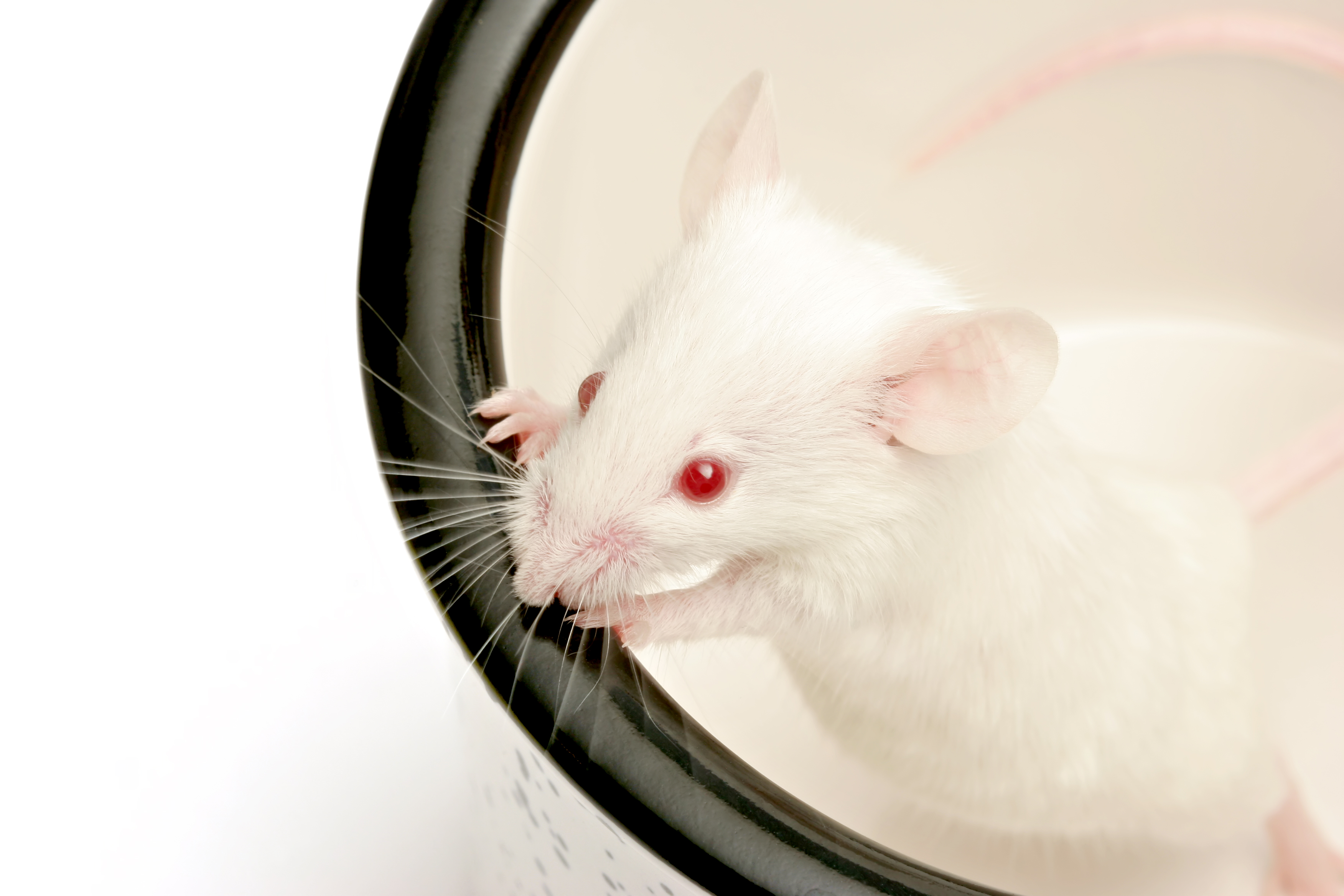 Mouse in cup Can a Mouse’s Face Alleviate Pain in Humans? Humintell