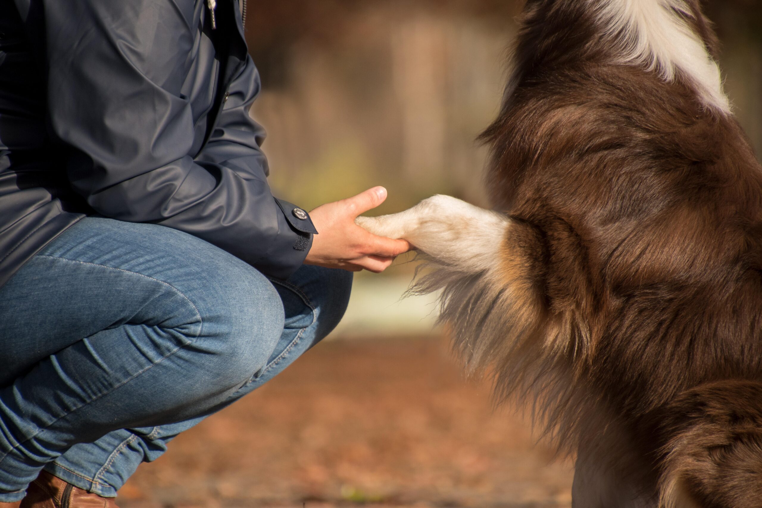 Person in a blue jacket and jeans crouches beside a brown horse, gently holding its white hoof.